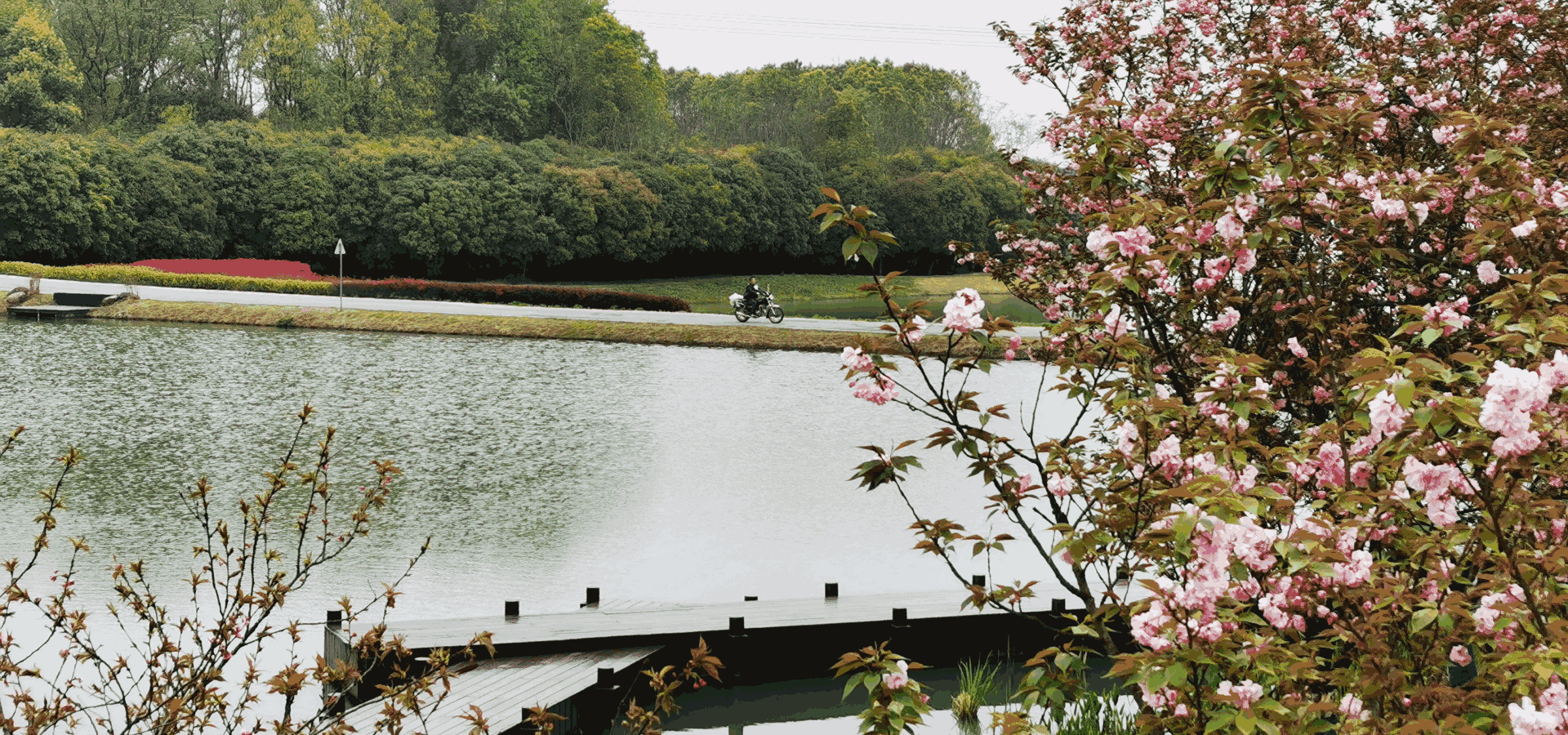 樱花园 墓园风光 仙鹤湖墓地陵园